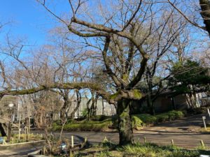 上野公園　樹木